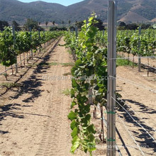 300g/m2 hot dipped galvanized metal poles for vineyards trellis